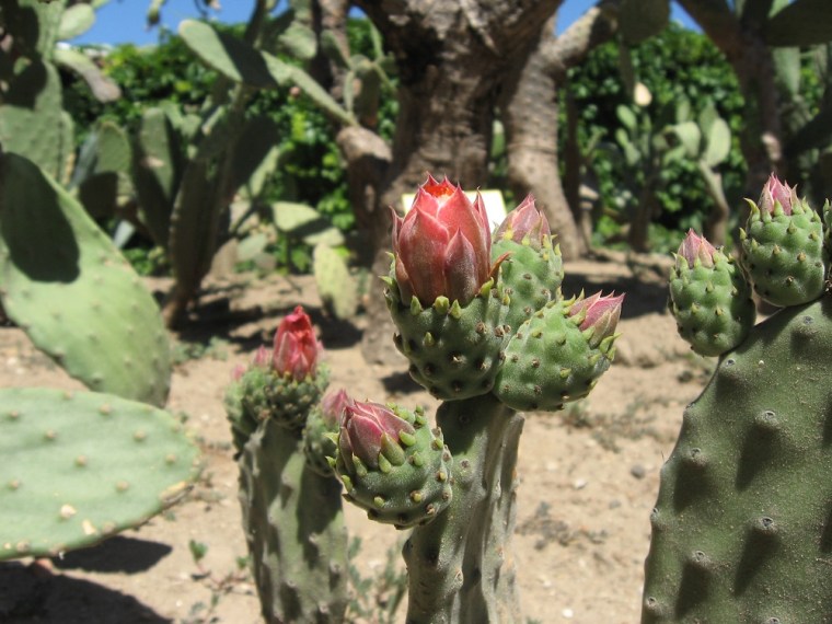 Cacti flowers