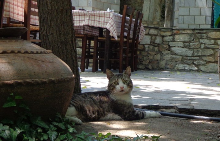 A cat waiting in the restaurant in Theologos.