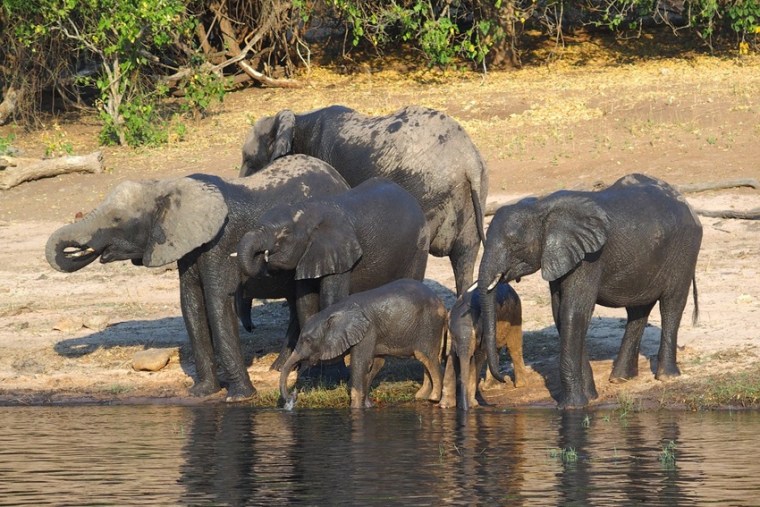 Chobe National Park, Botswana is perfect for wildlife holidays