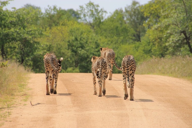 Wildlife holidays - Kruger National Park