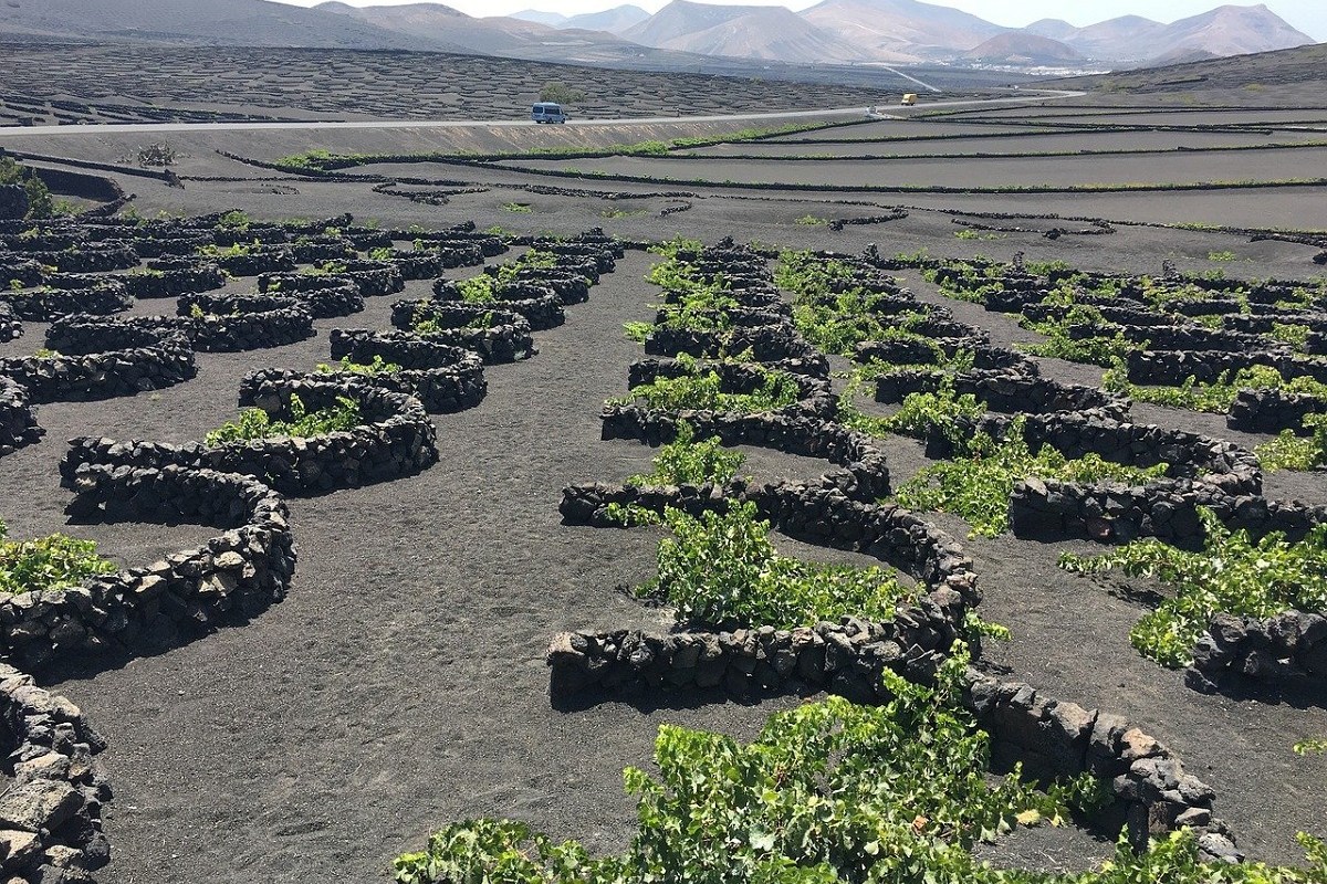 The spectacular volcanic vineyards in Lanzarote.