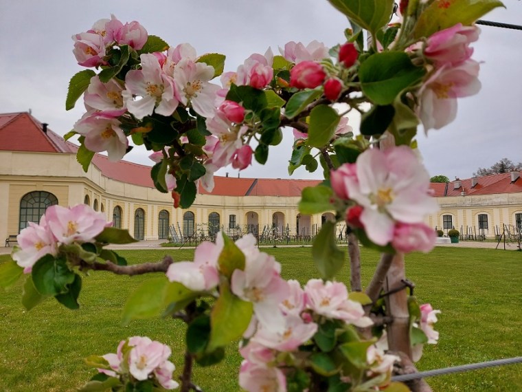 Orangery Apple Trees at the Schoenbrunn