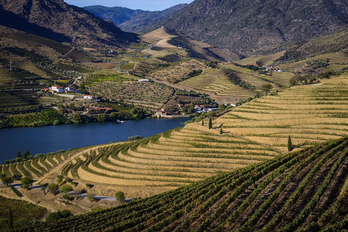 Portuguese Vineyards Douro Valley