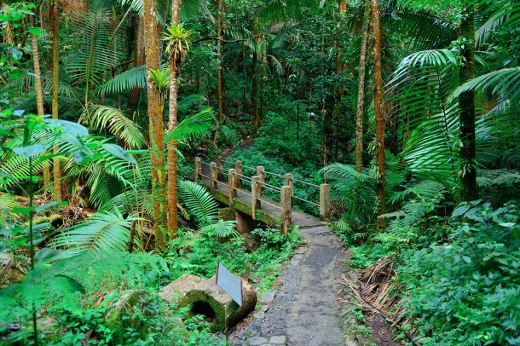 The Puerto Rico rainforests are perfect for hiking