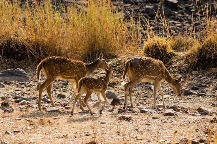 Wildlife Holidays - Ranthambore National Park, India